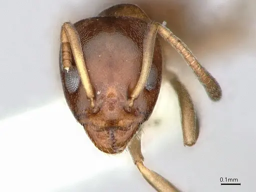 Ochetellus glaber specimen CASENT0886009 image casent0886009_2