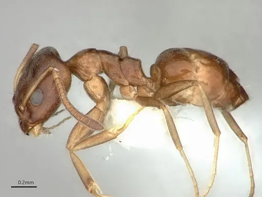 Ochetellus glaber specimen CASENT0886009 image casent0886009_3