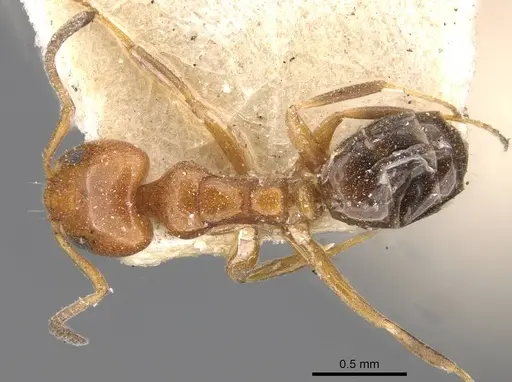 Ochetellus glaber specimen CASENT0909529 image casent0909529_1