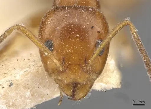 Ochetellus glaber specimen CASENT0909529 image casent0909529_2