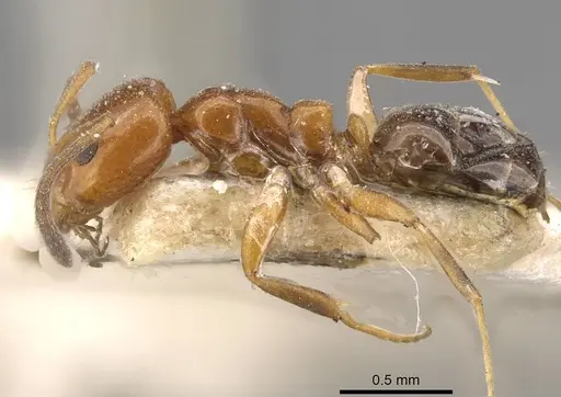 Ochetellus glaber specimen CASENT0909529 image casent0909529_3