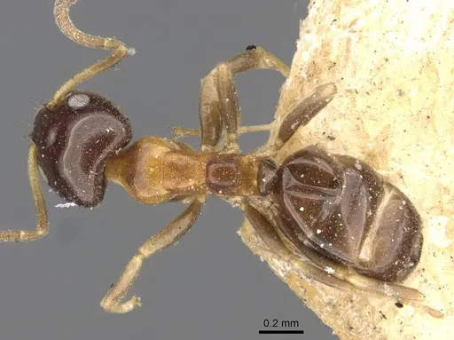 Ochetellus glaber specimen CASENT0909530 image casent0909530_1