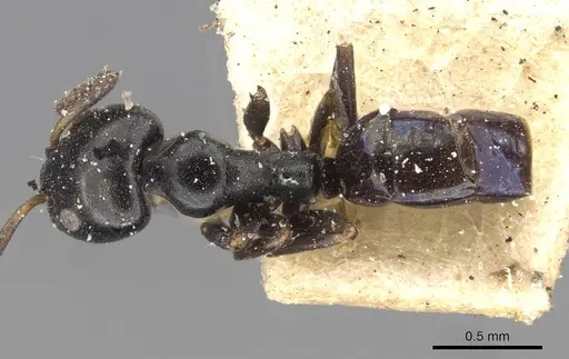 Ochetellus glaber specimen CASENT0909531 image casent0909531_1