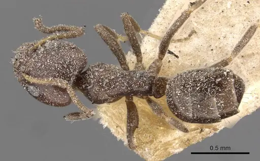 Ochetellus glaber specimen CASENT0909545 image casent0909545_1