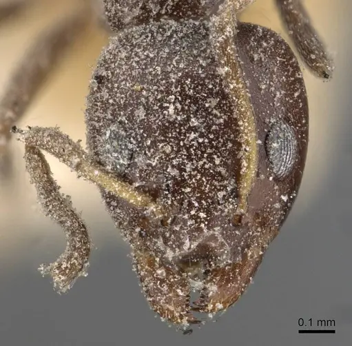 Ochetellus glaber specimen CASENT0909545 image casent0909545_2