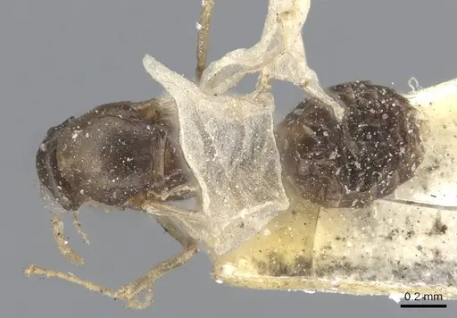Ochetellus glaber specimen CASENT0915587 image casent0915587_1