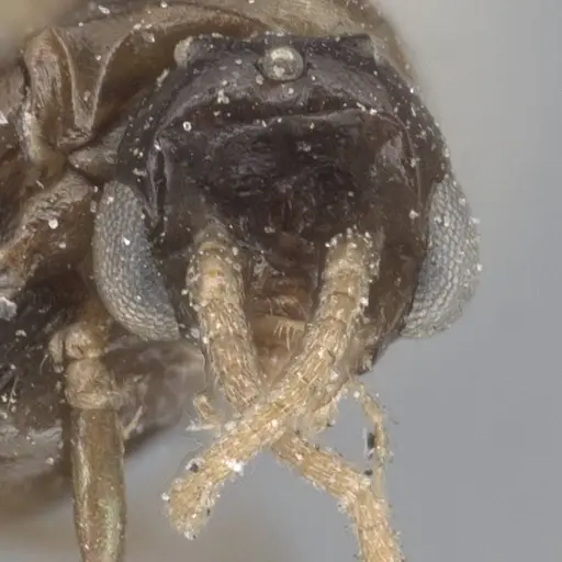 Ochetellus glaber specimen CASENT0915587 image casent0915587_2