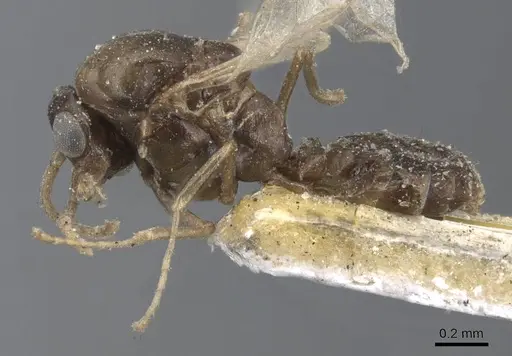 Ochetellus glaber specimen CASENT0915587 image casent0915587_3