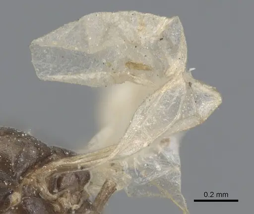 Ochetellus glaber specimen CASENT0915587 image casent0915587_4