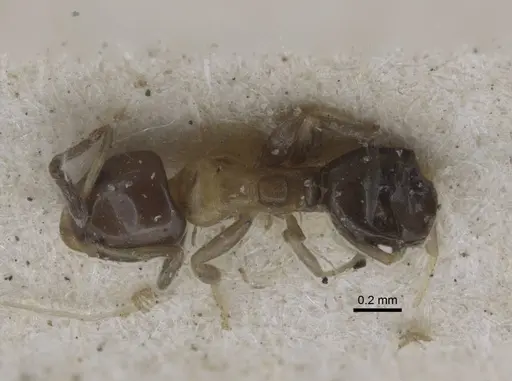 Ochetellus glaber specimen CASENT0917107 image casent0917107_1