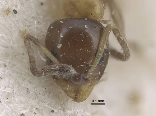 Ochetellus glaber specimen CASENT0917107 image casent0917107_2