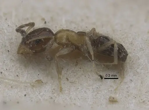 Ochetellus glaber specimen CASENT0917107 image casent0917107_3