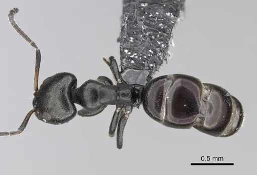 Ochetellus glaber specimen CASENT0919961 image casent0919961_1
