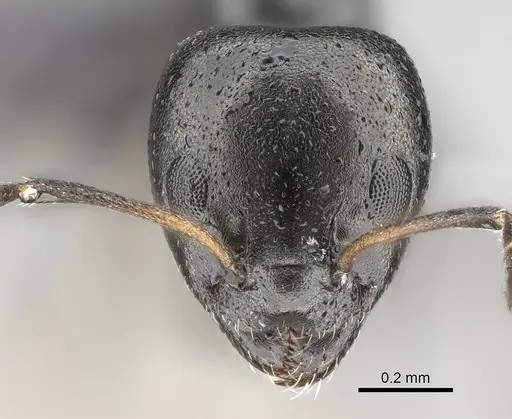 Ochetellus glaber specimen CASENT0919961 image casent0919961_2
