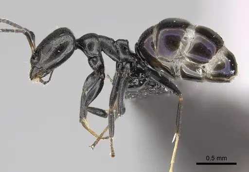 Ochetellus glaber specimen CASENT0919961 image casent0919961_3
