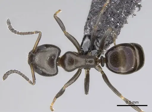 Ochetellus glaber specimen CASENT0919962 image casent0919962_1
