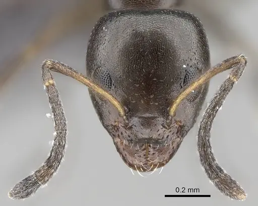 Ochetellus glaber specimen CASENT0919962 image casent0919962_2