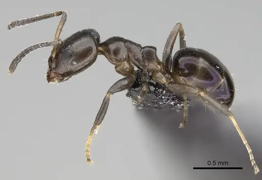 Ochetellus glaber specimen CASENT0919962 image casent0919962_3