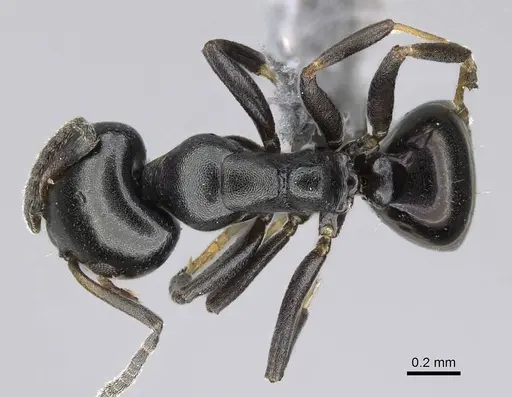 Ochetellus glaber specimen CASENT0922256 image casent0922256_1