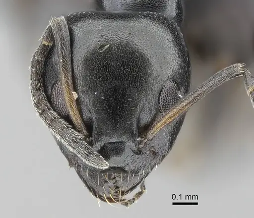 Ochetellus glaber specimen CASENT0922256 image casent0922256_2