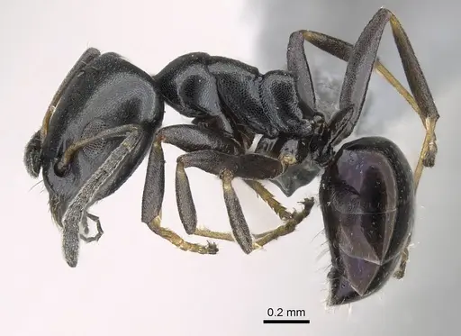 Ochetellus glaber specimen CASENT0922256 image casent0922256_3