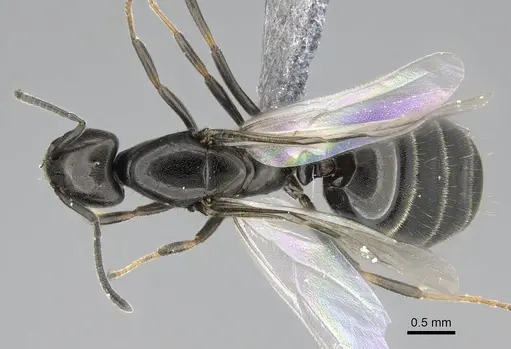 Ochetellus glaber specimen CASENT0922257 image casent0922257_1