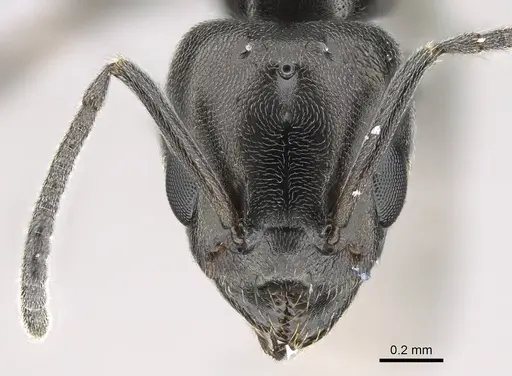 Ochetellus glaber specimen CASENT0922257 image casent0922257_2