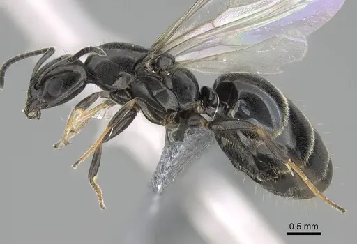 Ochetellus glaber specimen CASENT0922257 image casent0922257_3