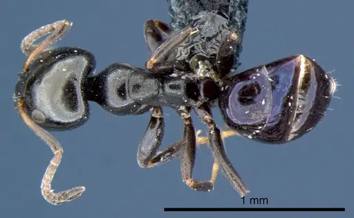 Ochetellus glaber specimen CSIRONC0195 image csironc0195_1