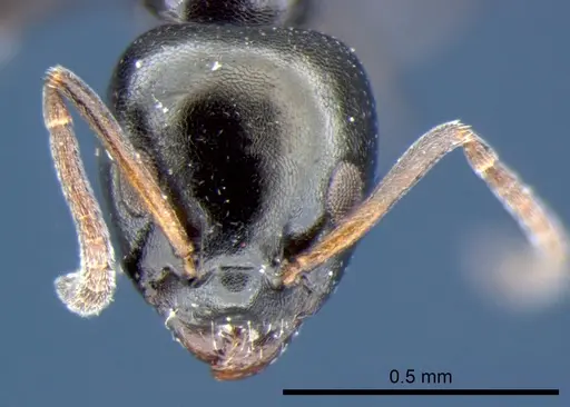 Ochetellus glaber specimen CSIRONC0195 image csironc0195_2