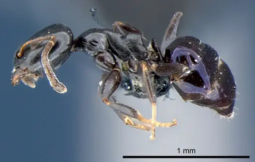 Ochetellus glaber specimen CSIRONC0195 image csironc0195_3