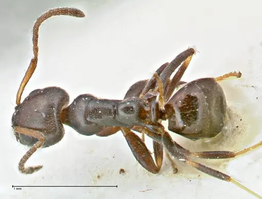 Ochetellus glaber specimen FOCOL2837 image focol2837_1