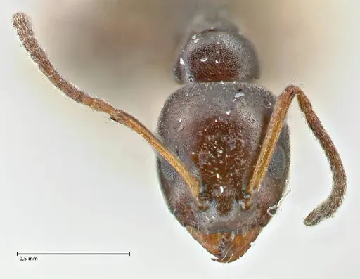 Ochetellus glaber specimen FOCOL2837 image focol2837_2