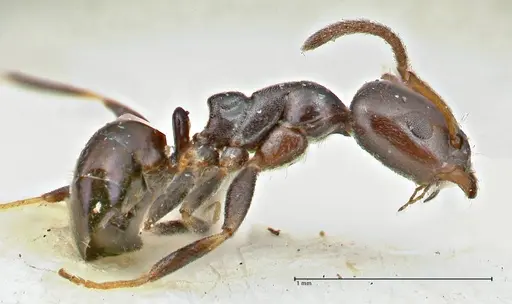 Ochetellus glaber specimen FOCOL2837 image focol2837_3