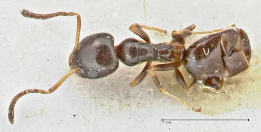 Ochetellus glaber specimen FOCOL2838 image focol2838_1