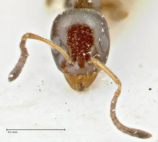 Ochetellus glaber specimen FOCOL2838 image focol2838_2