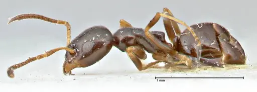 Ochetellus glaber specimen FOCOL2838 image focol2838_3