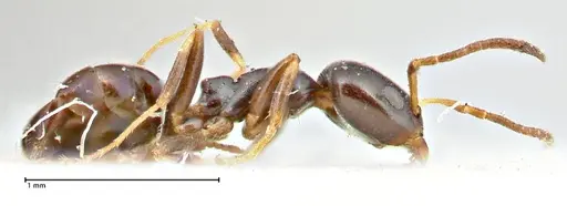 Ochetellus glaber specimen FOCOL2838 image focol2838_4