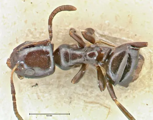 Ochetellus glaber specimen FOCOL2839 image focol2839_1