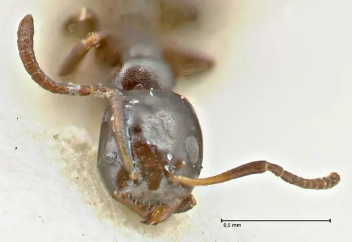 Ochetellus glaber specimen FOCOL2839 image focol2839_2
