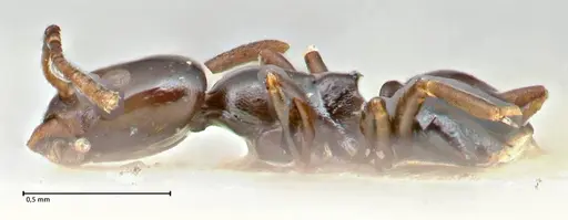 Ochetellus glaber specimen FOCOL2839 image focol2839_3