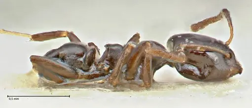 Ochetellus glaber specimen FOCOL2839 image focol2839_4
