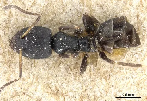 Ochetellus punctatissimus specimen CASENT0905059 image casent0905059_1