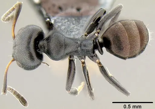Ochetellus sororis specimen CASENT0171060 image casent0171060_1