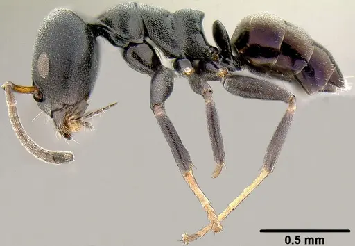 Ochetellus sororis specimen CASENT0171060 image casent0171060_3