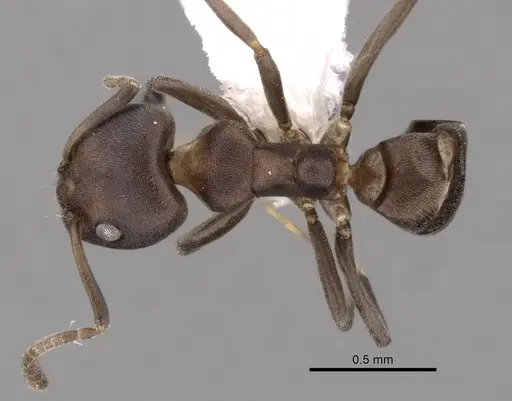 Ochetellus sororis specimen CASENT0249750 image casent0249750_1