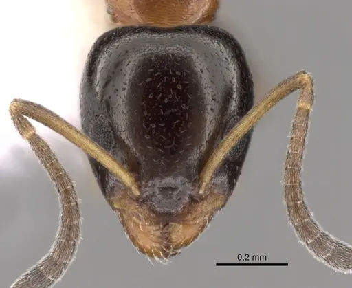 Ochetellus sororis specimen CASENT0249750 image casent0249750_2