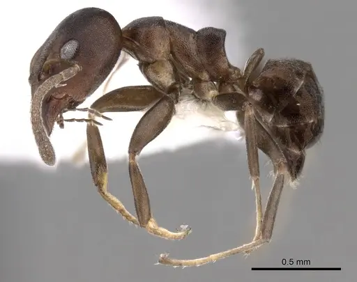 Ochetellus sororis specimen CASENT0249750 image casent0249750_3