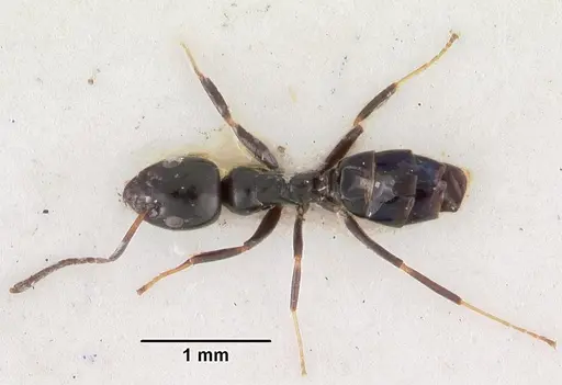 Ochetellus vinsoni specimen CASENT0102301 image casent0102301_1