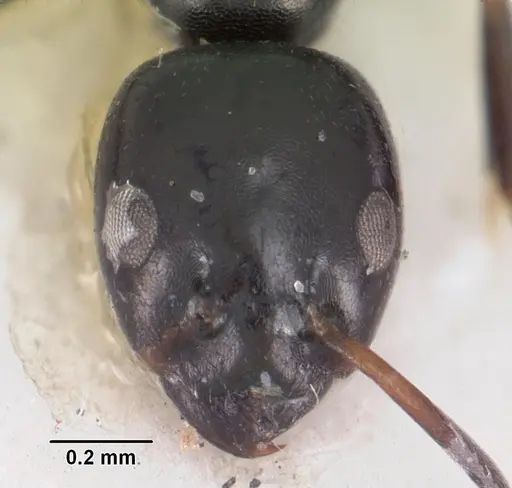 Ochetellus vinsoni specimen CASENT0102301 image casent0102301_2